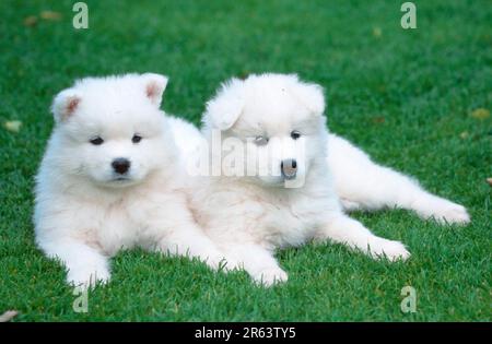 Chiots Samoyed, 6 semaines, chiots Samoyed, 6 semaines (animaux) (mammifères) (chiens domestiques) (animaux de compagnie) (extérieur) (extérieur) (frontal) (tête) Banque D'Images