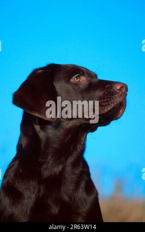 Labrador Retriever, chiot, 4 mois, brun, Labrador Retriever, chiot, 4 mois, brun (animaux) (mammifères) (mammifères) (chien domestique) (animal de compagnie) (animal de compagnie) Banque D'Images