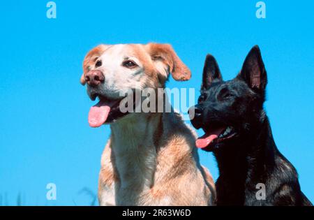 Chien de berger hollandais et chien mongrel, Herder Hollandse Banque D'Images