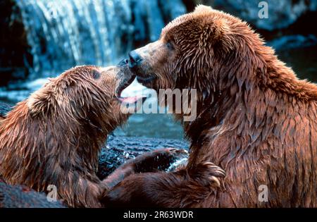 Ours Kodiak (Ursus arctos midendorffi) Banque D'Images