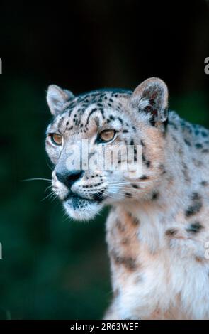 Léopard des neiges (Panthera unica) (Unica unica unica) Banque D'Images