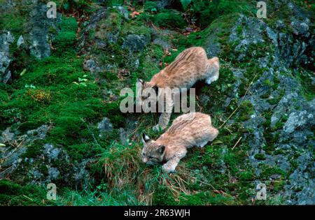 Lynx eurasien (lynx du Canada), jeunes animaux Banque D'Images