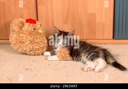 Norwegian Forest Cat, chaton, 8 semaines Banque D'Images