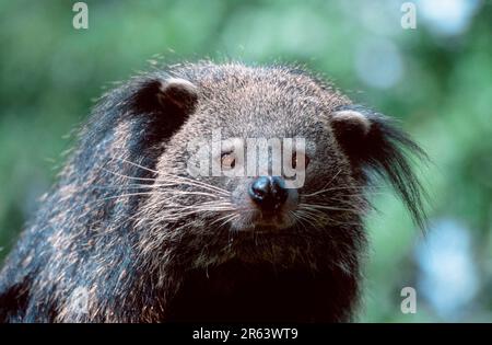 Binturong (Arctictis binturong), Bear-Cat Banque D'Images