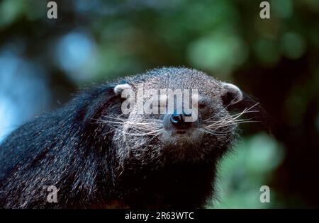 Binturong (Arctictis binturong), clignotant, Bear-Cat Banque D'Images