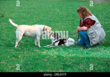 Labrador Retriever sniffing chez Mixed Breed Dog, Labrador Retriever sniffing chez Mixed Breed Dog, mammifères, mammifères, animaux, chien domestique, domestique Banque D'Images