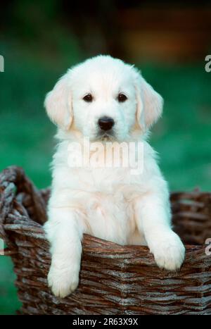 Golden Retriever, chiot, 8 semaines, panier Banque D'Images