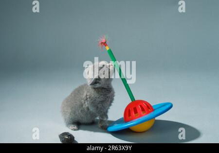 British Shorthair chat, chaton, 6 semaines, bleu-crème Banque D'Images