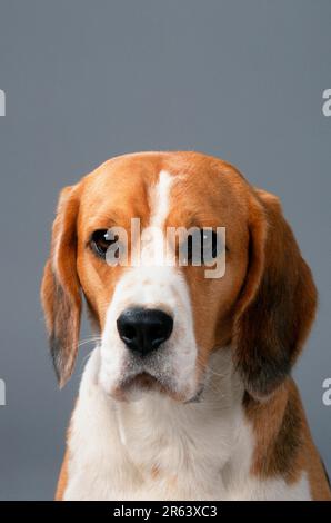 Beagle (mammifères) (animaux) (chien domestique) (animal de compagnie) (intérieur) (studio) (frontal) (tête à l'avant) (tête) (portrait) (portrait) Banque D'Images