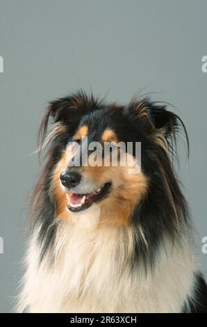 Rough Collie Banque D'Images