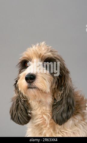 Petit Basset Griffon Star Wars Galaxies Banque D'Images