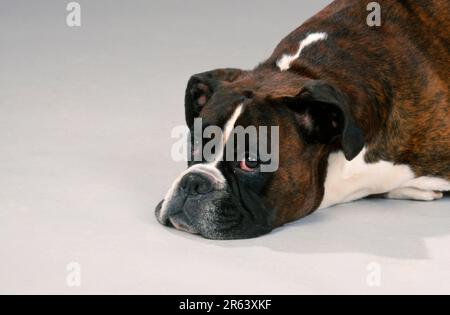 Boxer allemand, tabby or Banque D'Images