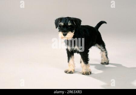 Schnauzer miniature, noir-argent, chiot, 10 semaines, Schnauzer Banque D'Images