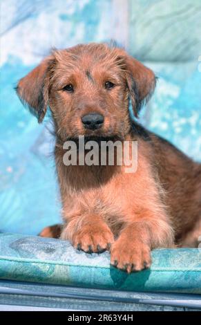 Terrier irlandais, chiot, 9 semaines, chiot, 9 semaines (mammifères) (animaux) (chien domestique) (jeune) (extérieur) (extérieur) (frontal) (tête) Banque D'Images