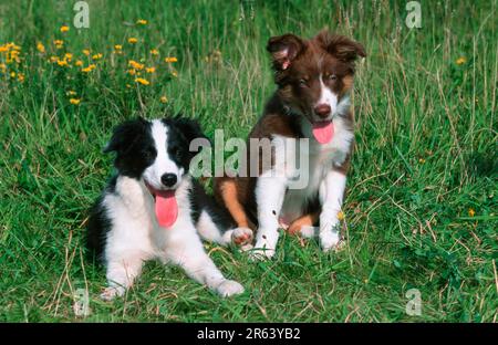 Border Collies, chiots Banque D'Images