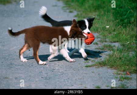 Border Collies, chiots Banque D'Images