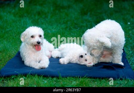 Paire maltaise avec chiot, 6 semaines, paire maltaise avec chiot, 6 semaines (mammifères) (animaux) (chien domestique) (animal domestique) (chiot) (extérieur) (extérieur) Banque D'Images