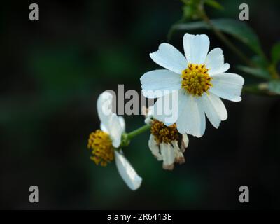 Fleurs blanches avec étamines jaune vif. Bidens pilosa syn. Biden Alba, les autres noms sont les aiguilles de berger, les Begarticks de cheveux et les aiguilles espagnoles. Banque D'Images