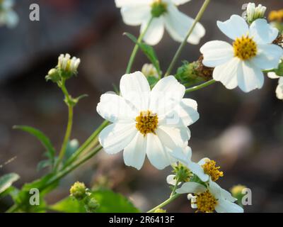 Fleurs blanches avec étamines jaune vif. Bidens pilosa syn. Biden Alba, les autres noms sont les aiguilles de berger, les Begarticks de cheveux et les aiguilles espagnoles. Banque D'Images