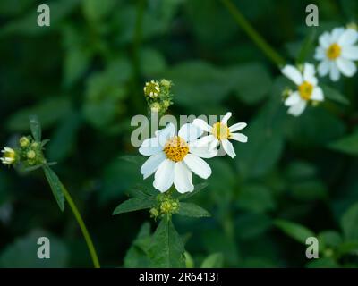 Fleurs blanches avec étamines jaune vif. Bidens pilosa syn. Biden Alba, les autres noms sont les aiguilles de berger, les Begarticks de cheveux et les aiguilles espagnoles. Banque D'Images