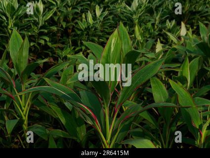 Cordyline fruticosa ou plante Ti, d'autres noms sont Ki, arbre de chou et hawaïen bonne chance. Plante d'intérieur populaire pour ses jolies stries de feuilles multicolores. Banque D'Images