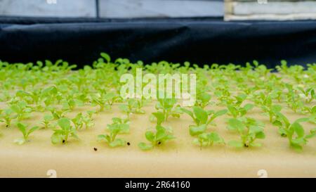 Culture de légumes sur éponge. Jeunes pousses de légumes à l'ombre de la pépinière. Banque D'Images