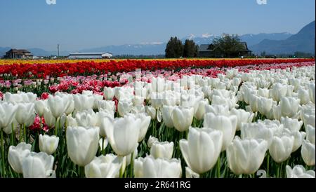 Rangées de tulipes blanches dans le jardin d'istanbul. Tulipes doubles blanches de haute qualité Banque D'Images