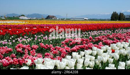 Rangées de tulipes blanches dans le jardin d'istanbul. Tulipes doubles blanches de haute qualité Banque D'Images