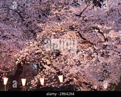 Cerisiers en fleurs la nuit dans le parc Ueno Banque D'Images