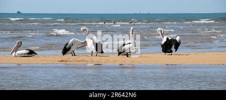 Un petit troupeau de Pelican reposant sur une barre de sable à Pelican Banks, Hervey Bay Banque D'Images