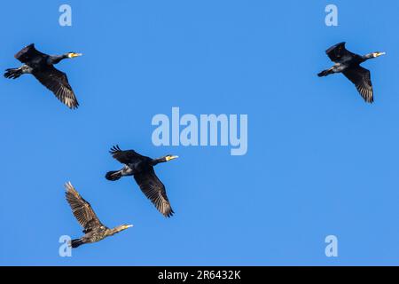 Nieby, Allemagne. 06th juin 2023. Les cormorans survolent le « Geltinger Birk ». La réserve naturelle 'Geltinger Birk' est située à la sortie du fjord de Flensburg. Avec une superficie totale de 773 ha, c'est la plus grande réserve naturelle du district de Schleswig-Flensburg. Credit: Frank Hammerschmidt/dpa/Alay Live News Banque D'Images