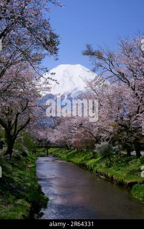 Mt. Fuji, des rangées de cerisiers et une crique Banque D'Images