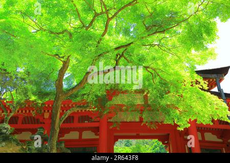 Sanctuaire Kasuga-taisha en vert frais Banque D'Images