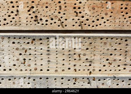 Insektenhotels dienen Insekten, vor allem Wildbienen, als Unterschlupf und Brutstaette. Les hôtels d'insectes servent d'insectes, surtout les abeilles sauvages, comme abri Banque D'Images