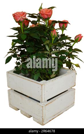 Roses rouges dans une boîte en bois blanc sans arrière-plan. Magnifique rose rose. Banque D'Images