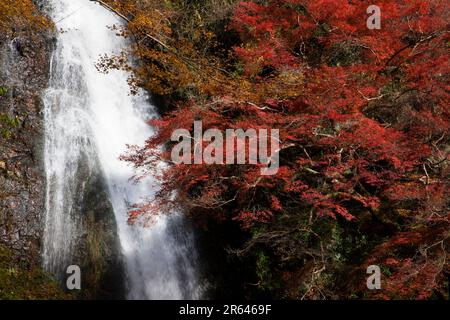 Chute d'eau Minoh en automne Banque D'Images