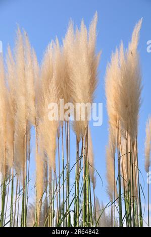 Herbe de Pampa Banque D'Images