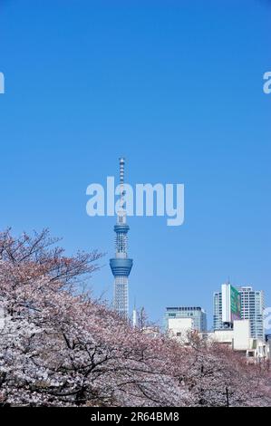 Tokyo Sky Tree vu du parc Sarue Onshi Banque D'Images