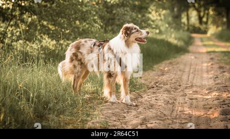 Chien Berger australien détail extérieur Sunset Forest Path Standing Banque D'Images