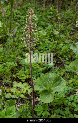 Inflorescences de butterbur, millepertuis, Petasites hybridus.Blossom, butterbur commun. Une fleur de butterbur Petasites hybridus fleur dans le mead Banque D'Images