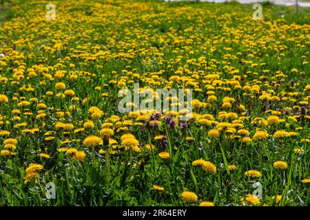 Pissenlit Taraxacum officinale comme une fleur de mur, est un artiste pionnier de la plante et de la survie qui peut également prospérer sur des routes de gravier. Magnifique débit de Taraxacum Banque D'Images