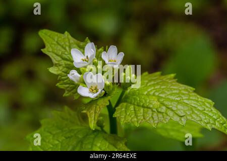 Fleurs de moutarde à l'ail Alliaria petiolata gros plan. Alliaria petiolata, ou moutarde à l'ail, est une plante à fleurs bisannuelle de la famille des moutarde Brassic Banque D'Images