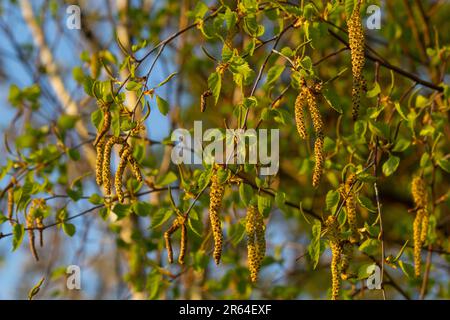 Vue rapprochée des chatons jaunes fleuris sur un bouleau de rivière betula nigra au printemps, avec fond bleu ciel. Banque D'Images