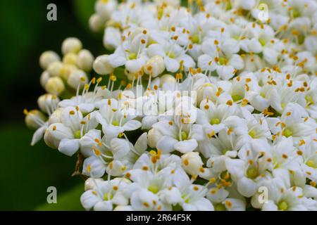 Au printemps, dans les fleurs sauvages du viburnum, Viburnum lantana. Banque D'Images