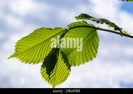 Feuille de charme au soleil. Branche de charme avec feuilles vertes fraîches. Magnifique fond vert naturel. Lames de ressort. Banque D'Images