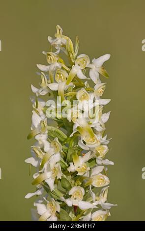 Grand orchidée papillon à Edge Hill Gloucestershire Banque D'Images