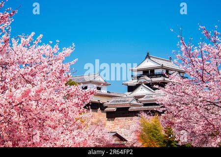 Cerisiers en fleurs et château de Matsuyama Banque D'Images