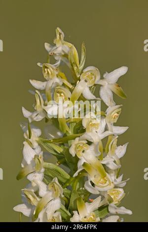 Grand orchidée papillon à Edge Hill Gloucestershire Banque D'Images