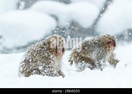 Un bébé singe dans la tempête de neige Banque D'Images