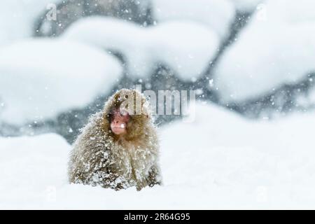 Un bébé singe dans la tempête de neige Banque D'Images